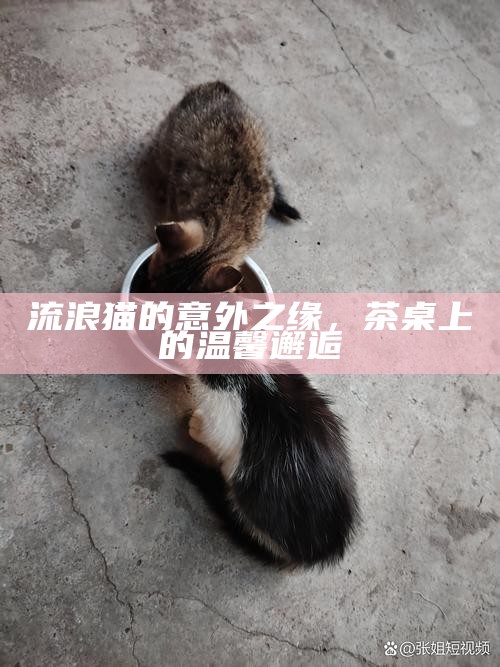流浪猫的意外之缘,茶桌上的温馨邂逅
